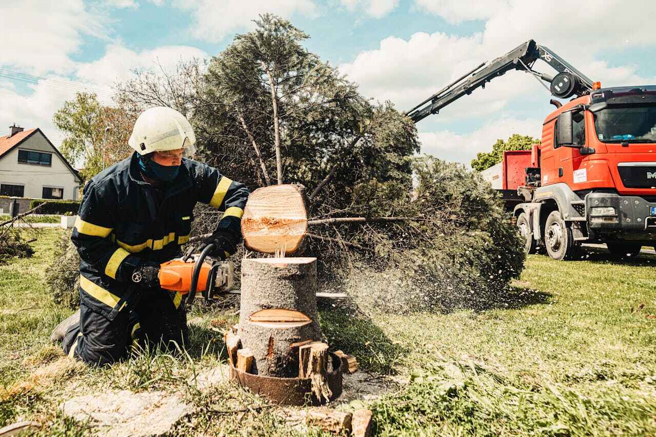 Best Tree Care Services  in USA